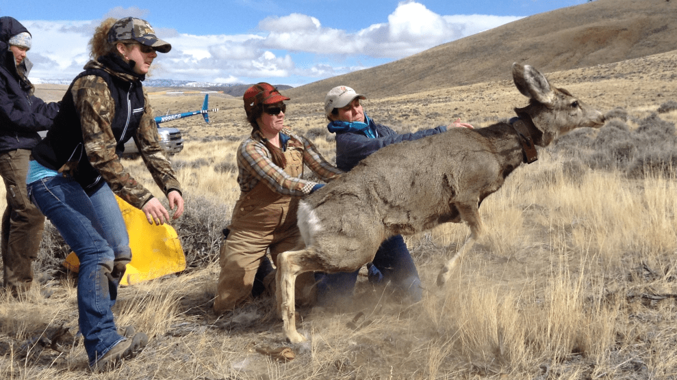 Four people hold onto a large grey animal.