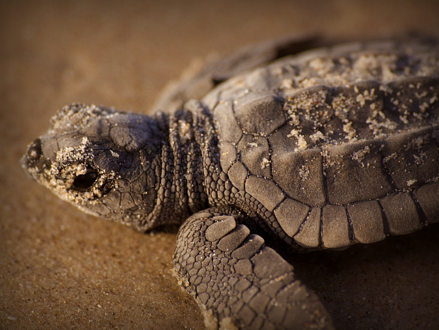Kemp's ridley trutle hatchling, Padre Island National Seashore: